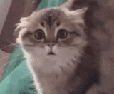 cat-blink