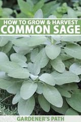 sage