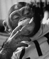 chimp smonke
