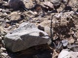 DSC00765 - Copy