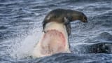 131009113005-01-shark-seal-1009
