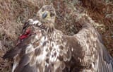 windmilleagle