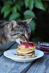 KOTCAKE20