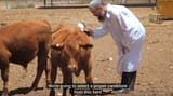 1080-red-heifer-examined