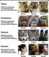 subspecies