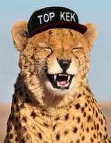 cheetah top kek