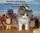 Meowdy