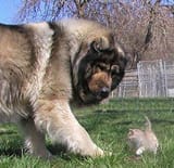 dog kitten