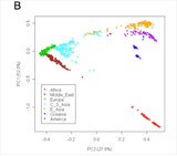 PCA plot showing differences in gentic paterns
