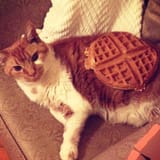 WAFFLEKOT005