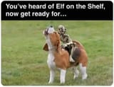 smeagle on a beagle