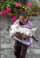 fatlord cat of cats