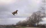 airborne bovine