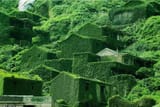 kudzu