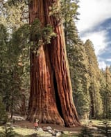 GiantRedwood1
