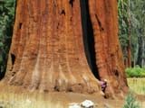 GiantRedwoodSG
