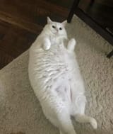 fatcat