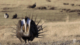 Sage Grouse