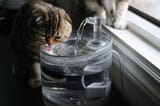 close-up-cat-drinking-water_1048944-5618786