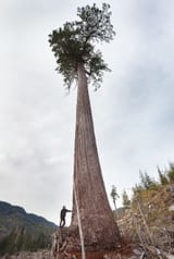 DouglasFirTree