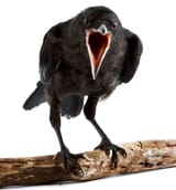 crow stock_cropped (1)