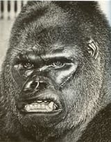 GargantuaRubberFace
