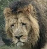 the saddest lion