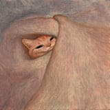 kot comf blanky