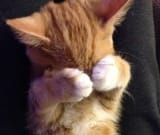ashamed-cat