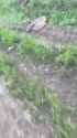 ziggers_0010786_thumb.jpg