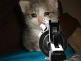 gay cat