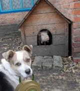 dogMine