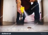 stock-photo-cockroach-being-killed-indoors-aerosol-poison-spray-insect-infestation-insect-detection-2161281113