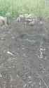ziggers_0010297_thumb.jpg