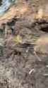 ziggers_0010230_thumb.jpg