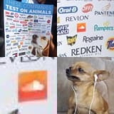 animaltesting