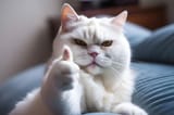 funny-white-cat-showing-thumb-up_798986-3848-3589489427