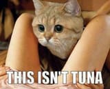 Not tuna cat