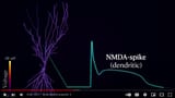 Dendrites_Why_Biological_Neurons_Are_Deep_Neural_Networks_by_Artem_Kirsanov