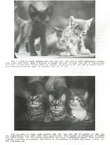 pottengers-cats-study-heat-processed-diet_2048x2048