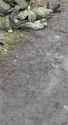 ziggers_0010349_thumb.jpg
