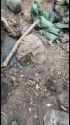 ziggers_0011034_thumb.jpg