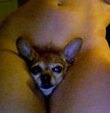 sad thigh chihuahua