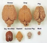 brains