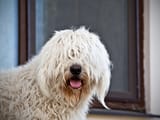 AdobeStock_294817329_Hero_Reasons_to_Trim_Fur_Over_A_Dog___s_Eyes