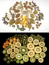 Actinidia_fruits