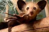 young_aye-aye_reaching_for_camera