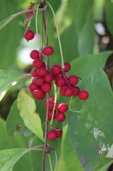 Schisandra_chinensis_2