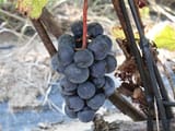 Montreal blue grapes