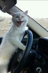 Kotdriving